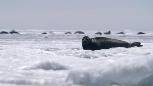 Alone Seal Looking Around and Go Into the Water on Floating Ice Block