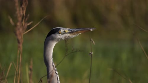 Nahaufnahme eines Graureihervogels. Es ist Herbst und Sonnenuntergang. Kopf und Schnabel sind deutlich sichtbar
.