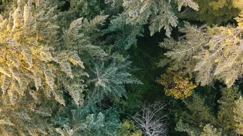 Drone shot flying over coniferous tree tops looking down. Vancouver Island British Columbia Canada.