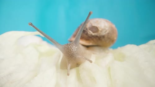 A snail on a leaf of green lettuce against a blue background. Macro
