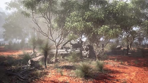 Eucalyptus Grove in the Dirt