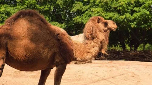Kaugras, Kamelkopf mit natürlichem Hintergrund, Wildtiersafari, Zoopark