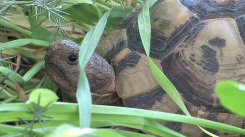 Griechische Schildkröte im Gras