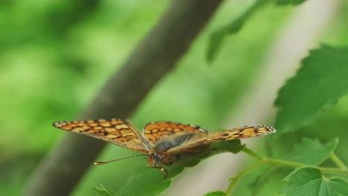 Butterfly Resting on Leaf in a Forest
