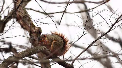 Squirrel Eating Snack on Winter Tree Branch