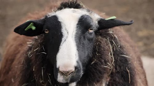 Sheep with brown wool and black and white spotted head looks straight into the camera