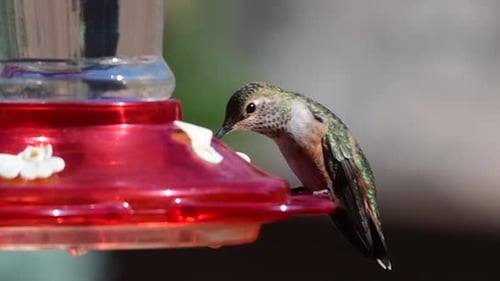 Hummingbird Drinking Nectar at a Red Feeder