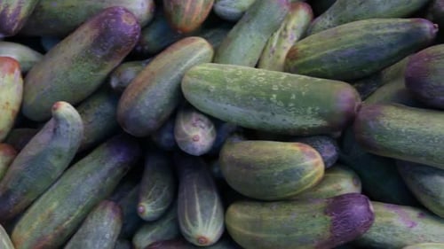 fresh organic cucumber from farm close up from different angle