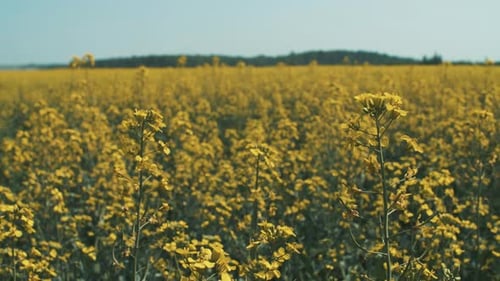 Ein großes Rapsfeld, das mit leuchtend gelben Blüten blüht