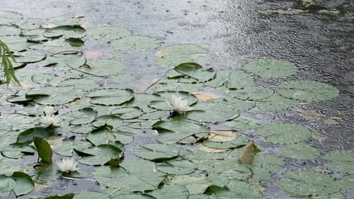 Rainy Day on a Pond with Lily Pads