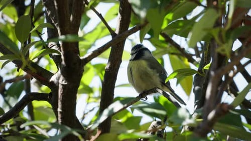 A blue tit sits in a bush and sings to itself. Later the bird strangles and flies on to another tree