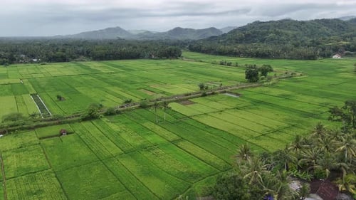 Paddy field Yogyakarta