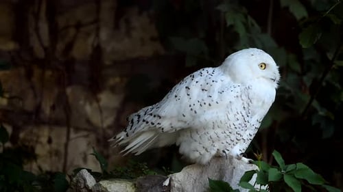 Slow Motion Close Up of a Snowy Owl Resting Quietly in Its Natural Forest Habitat During Winter