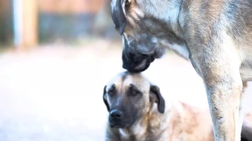 Affectionate Dog Licks Friend's Head Outdoors
