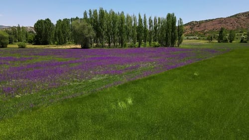 Purple Flower Field