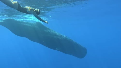 Close Up of Friendly Blue Whale with Woman
