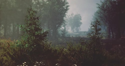 Misty Forest Landscape with Dense Greenery and Soft Light During Early Morning