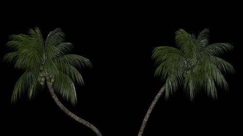 Animated Swaying Palm Trees with Alpha Channel
