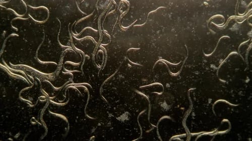 Contagion Sammlung: Mikroskopische Würmer, die über einem dunklen Hintergrund schweben