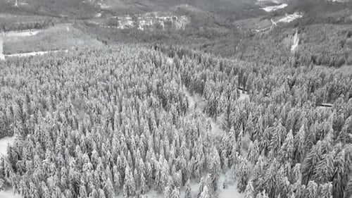 Slow reveal of giant forest landscape covered in snow, aerial tilt up