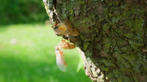Close Up View of Cicadas on Tree After Emerging From Ground and Go Up the Tree Trunk Close Up