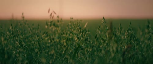 Green oat field at sunset. Scenic summer landscape. Agriculture harvesting agribusiness concept.