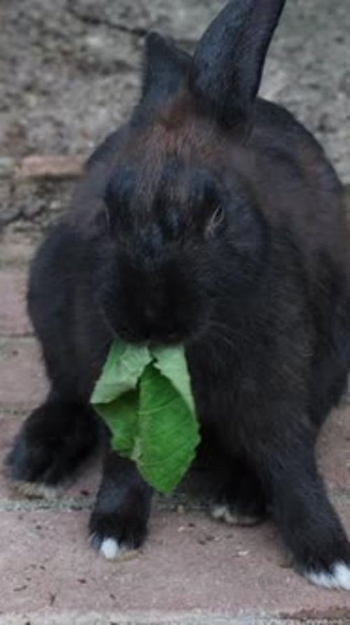 Black Rabbit Chewing Leaf in Rural Farm Setting
