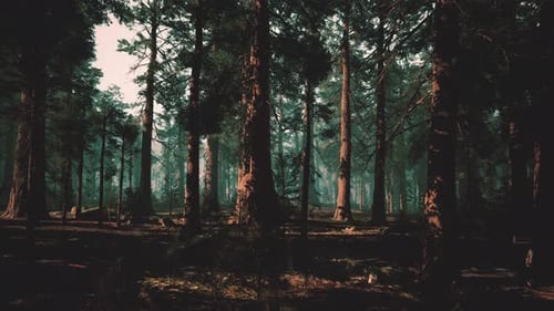 Eerie Wooded Dusk Serene yet Haunting Pine Forest During Twilight Hours