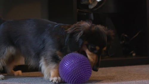 Netter Dackelhund, der mit einem Ball spielt