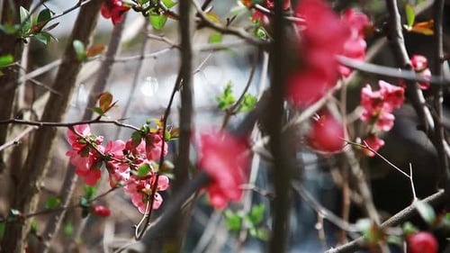 Honigbiene sammelt Pollen von roten Quittenblüten