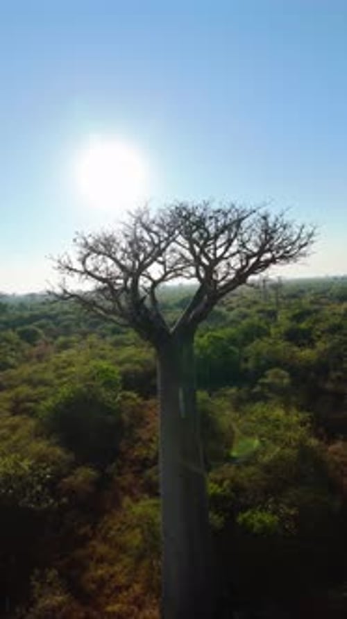 Vidéo verticale de la population locale se promenant le long d'un chemin de terre parsemé d'imposants baobabs en Afrique