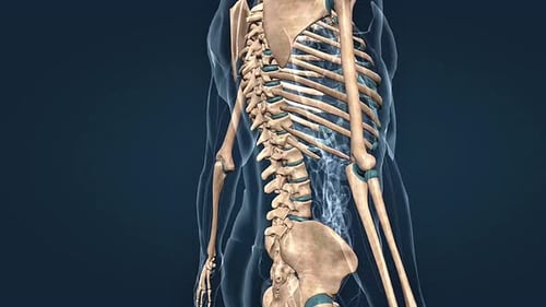 Detailed Human Skeleton Anatomy Medical 3D Animation