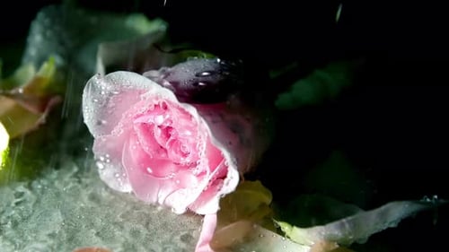 Water Drop Falling