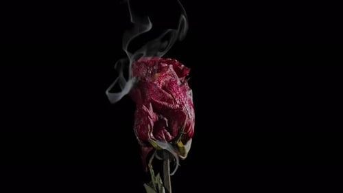 Wilted Rose Emitting Smoke on Black Background