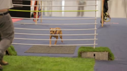 Dog jumps high over hurdle at agility competition