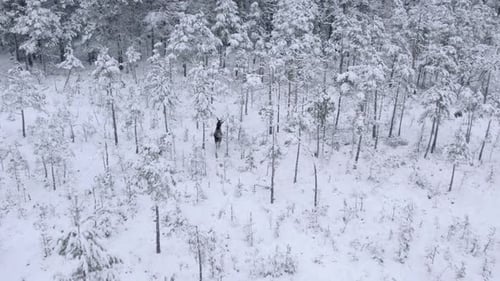 Elche von oben gesehen, die sich auf den Weg in den dichten verschneiten Wald machen