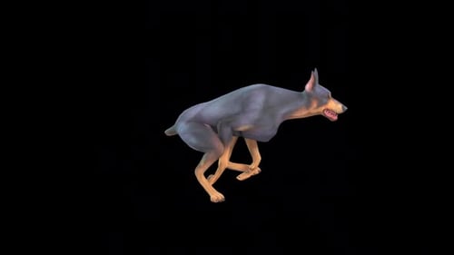 Black Hound Dog Run