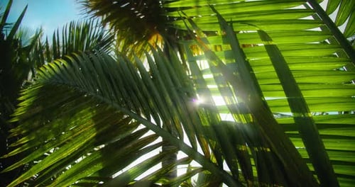 Tropical coconut palm leaf swaying in the wind with sun light. Summer background, slow-motion close-