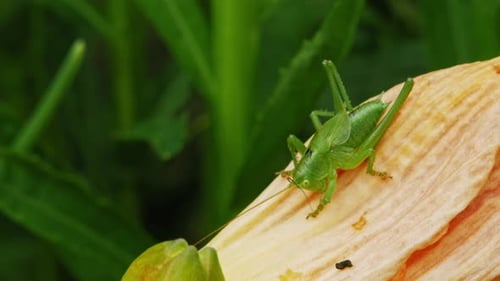 Common Green Grasshopper (Omocestus viridulus) Resting On A Flower In The Field - macro shot