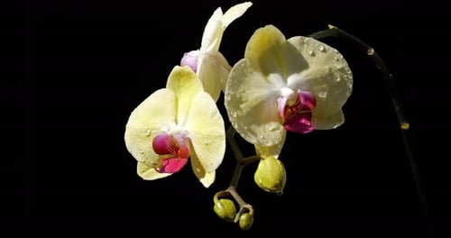 Detail of ornamental orchid flowers
