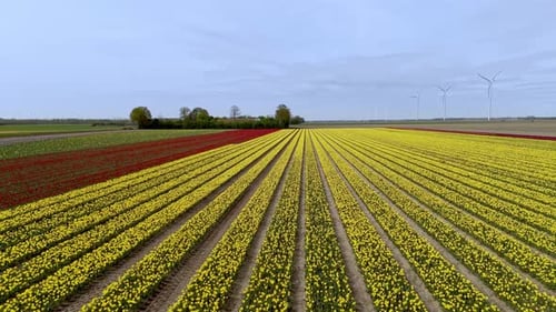 Color Contrast: Aerial View of Dutch Flower Fields with Yellow and Red Tulips