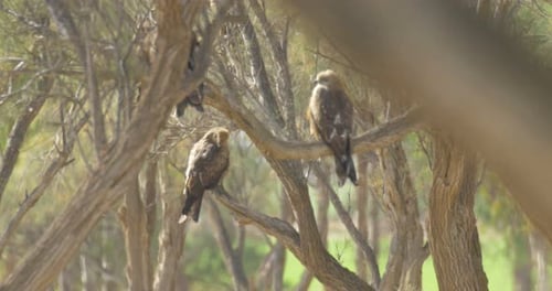 Two Birds Perched on Branches in a Tree