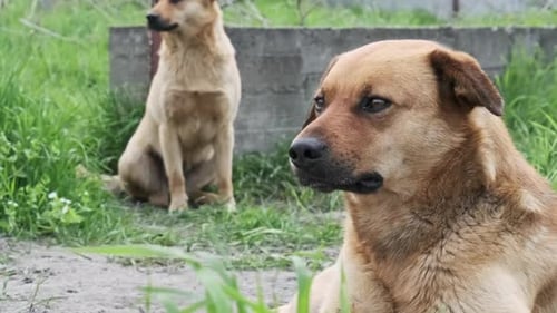 Deux chiens sans abri se reposent sur le sol et regardent tristement autour d'eux de près