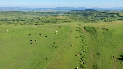 Aerial View of Grazing Cows, Livestock in a Green Meadow, Pasture