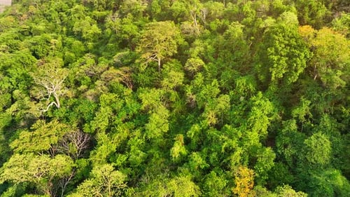 Majestic tropical forest on towering mountains by aerial view drone.