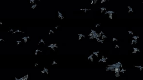 Large Flock of Crows Flying with Alpha Channel Loop