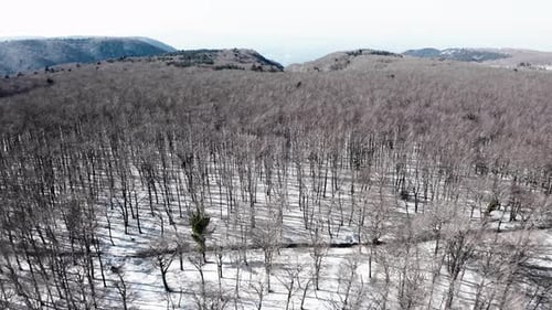 White Snow Under the Empty Forest Tree in Winter Mountain Aerial