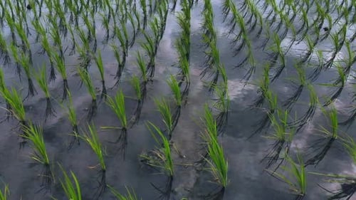 Flying over & close to a beautiful rice field, blue sky with clouds reflecting on the water, PAN UP