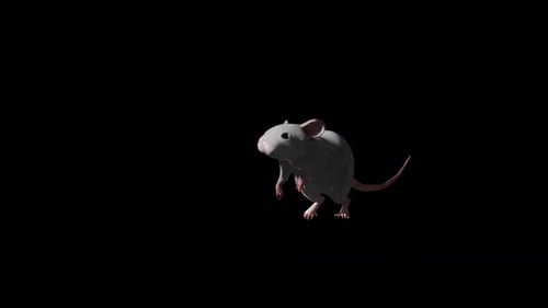 Realistic 3D Animated Mouse Sniffing and Looking Around