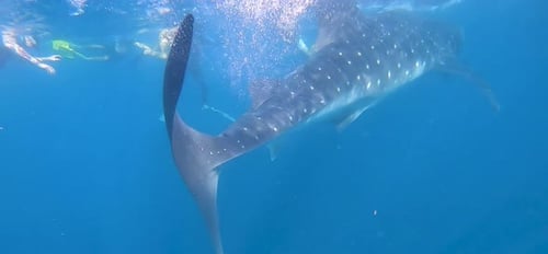 Tubarão-baleia Nadando com mergulhadores em um tour privado